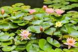 描寫睡蓮的優美句子