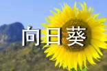 有關向日葵的觀察日記