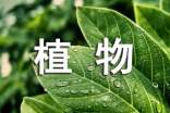 觀察日記植物大蒜200字
