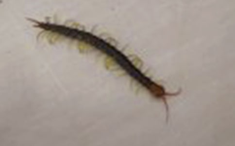 笑話故事:蜈蚣去買煙