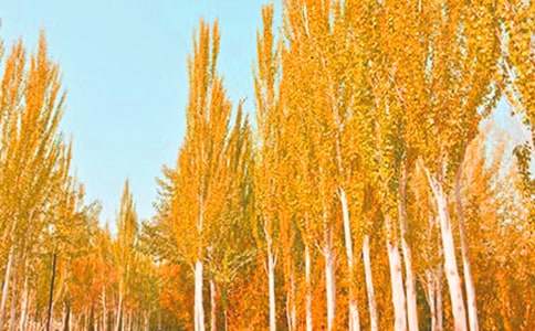 關于描寫白楊樹作文