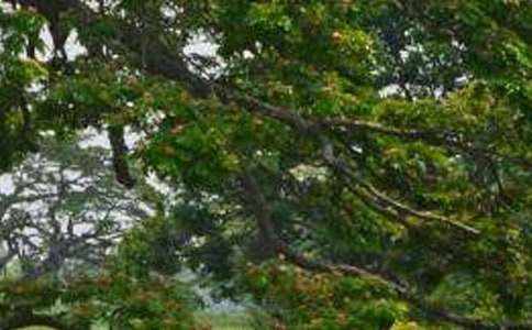 �P�ڰח�������600��