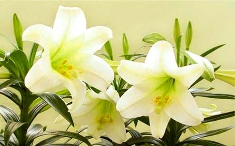 �ͽo�����İٺϻ�����