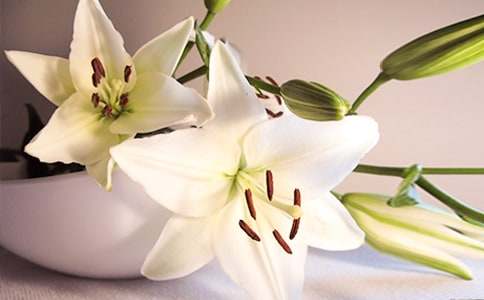 �����İٺϻ���������