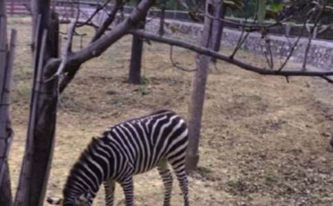 ���R���ϵĸм�����