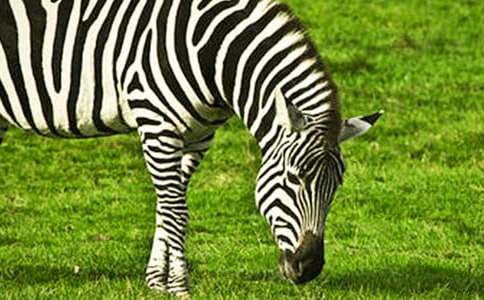 ��M�۵İ��R������