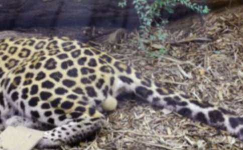 ����С�W������