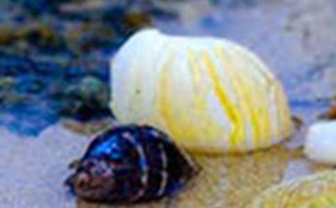 �����ؐ��ɽ����