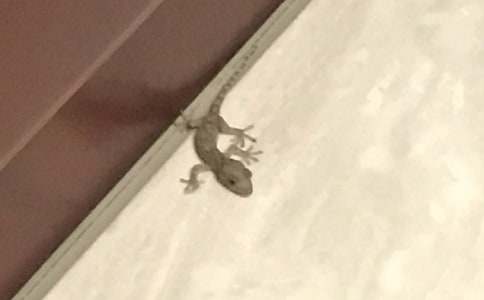 �茑�ڻ�������