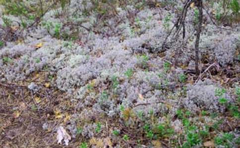 太陽,冰雹和雨初一作文