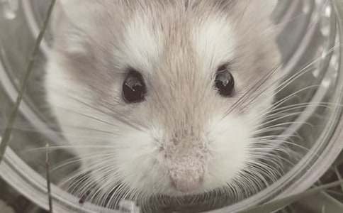 我喜歡的倉鼠的作文