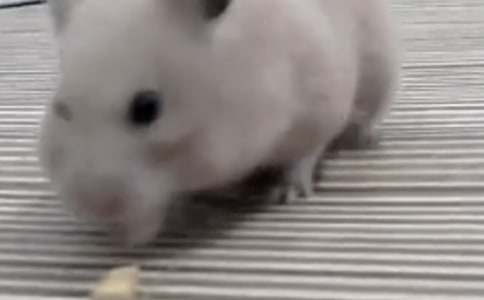 給在美麗天堂的小倉鼠的一封信