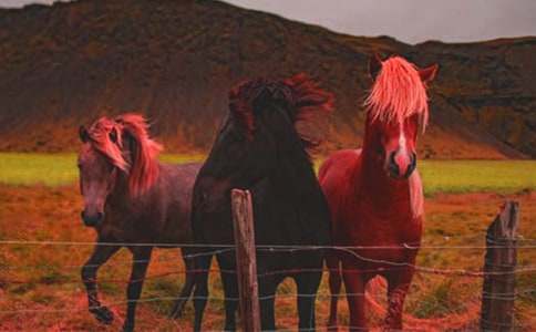 藏在心里的三匹馬話題作文