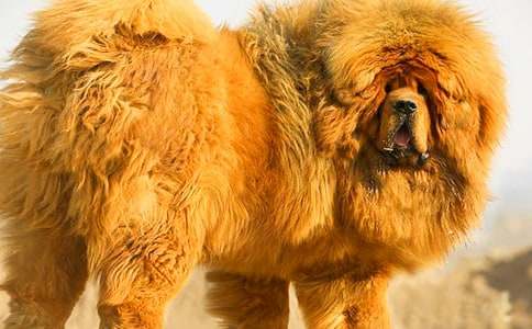 ����༪400������