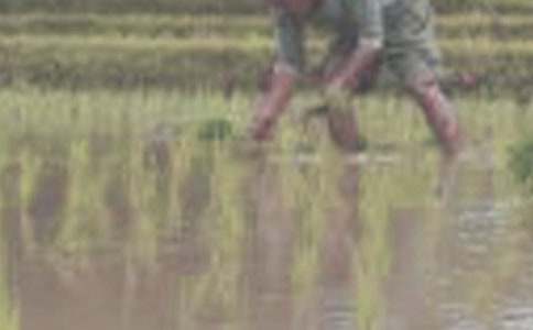 【熱門】插秧作文300字三篇