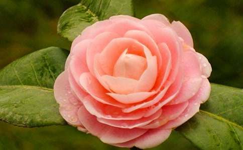 ��ɽ�軨���̰�