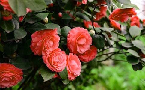 美麗的茶花作文