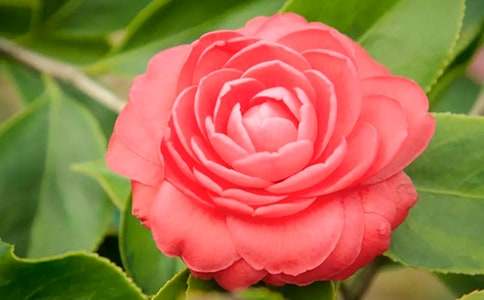 ��ɽ�軨�����ζ�L����800��