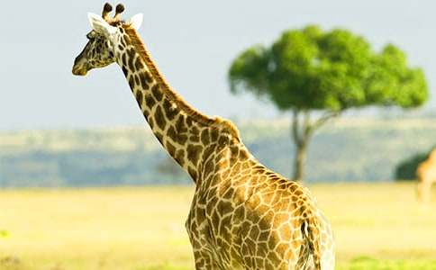 �L�i¹��С�����꼉����