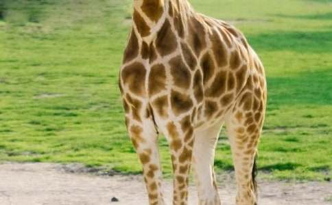 С�R���L�i¹����