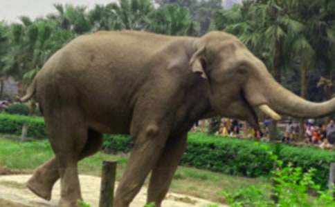 ������ͯԒ����