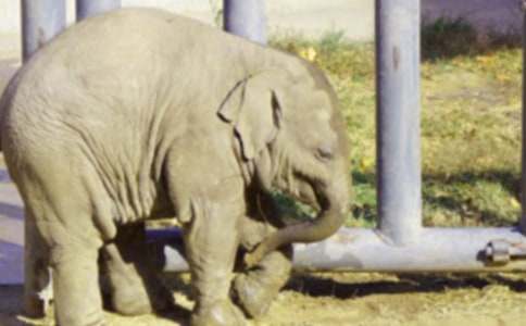 �Ժ�ҹ�Ĵ���ͯԒ����