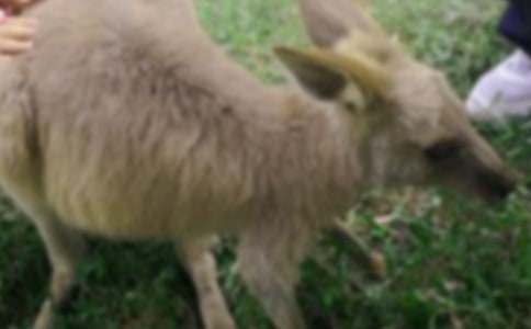 ��������600����ƪ