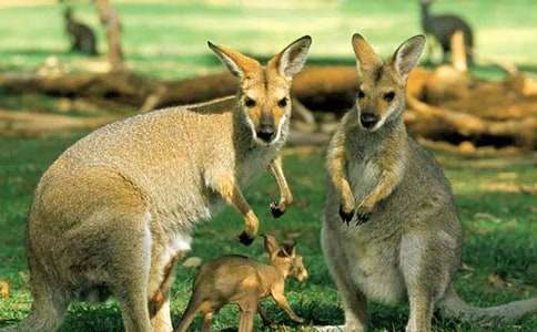 С�����Ǿ�С������ͯԒ����