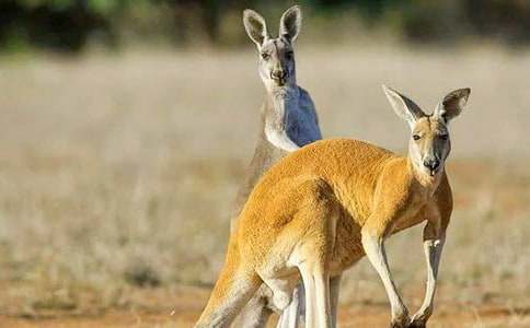 �{Ƥ��С������̰�