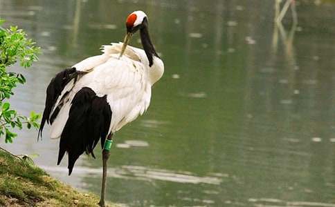 丹頂鶴作文400字(精選44篇)