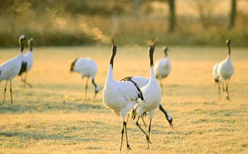 丹頂鶴作文600字(精選25篇)