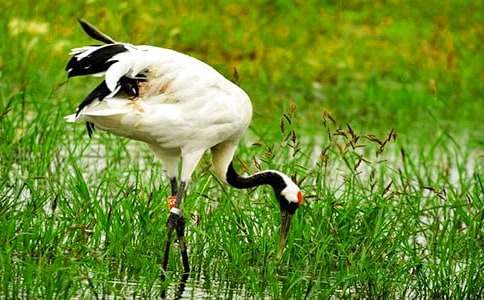 丹頂鶴作文600字五篇