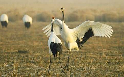 善良的丹頂鶴童話作文