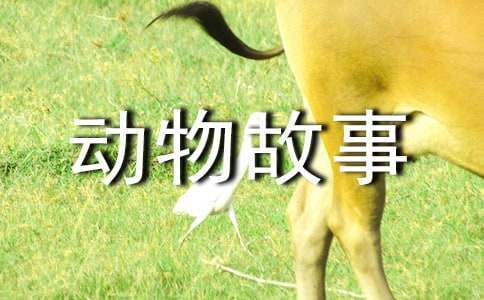 人與小動物故事初中作文1000字