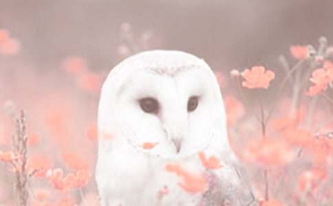 ���P�^���ֲ�������