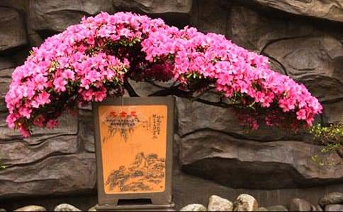 寫杜鵑花的作文200字