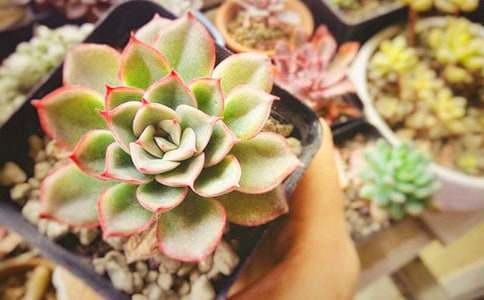 我和多肉初一作文