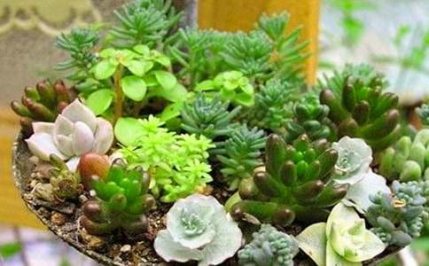 多肉觀察日記(匯編15篇)