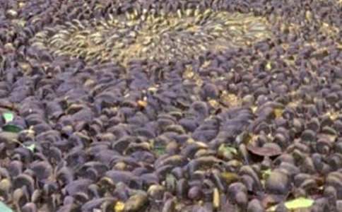 �P�ڴ���Ȼ�е��Z��ʯ������