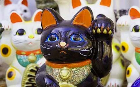 觀察發財樹作文(通用24篇)