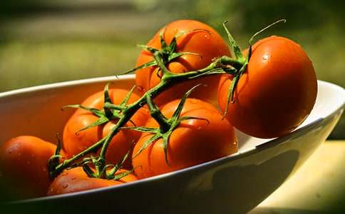 采摘小番茄小學生作文600字