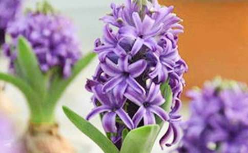 三年級風信子觀察日記作文范例