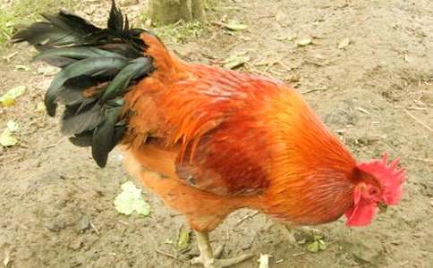 ���Ĵ��uͯԒ����2ƪ