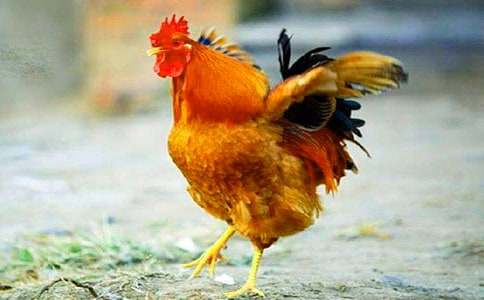 小班游戲優質課教案公雞頭母雞頭(精選8篇)