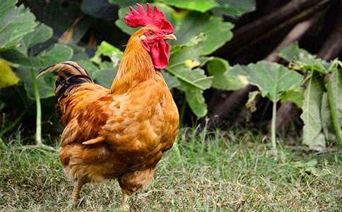 �����Ĵ��u���ģ����x20ƪ��