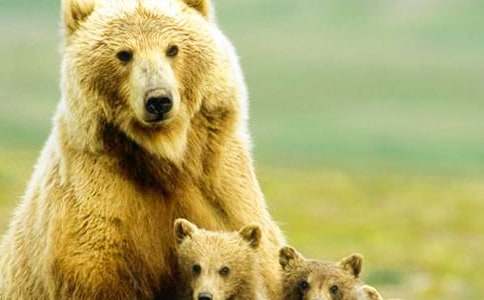 �ڹ��ܴ��ˇ�g�̰�