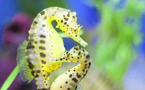 游上海馬戲城初一作文