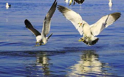 海鷗用花言巧語騙了大海作文