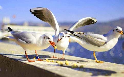 三年級看圖寫作文海鷗(精選20篇)