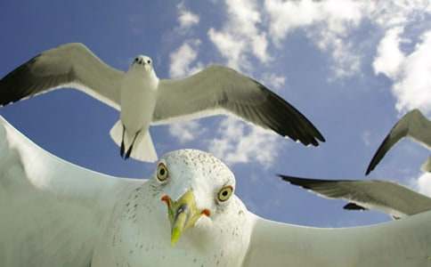 喂海鷗作文700字